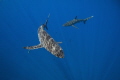   silkies surrounded our boat between dives sun beautifully playing their skin. skin  